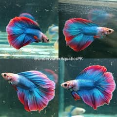 High Quality Betta - All Pakistan Delivery