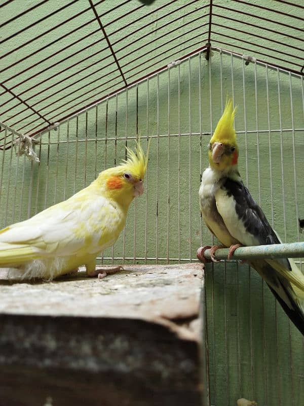 Cockatiel Parrots Breeding Pair with breeding box 0