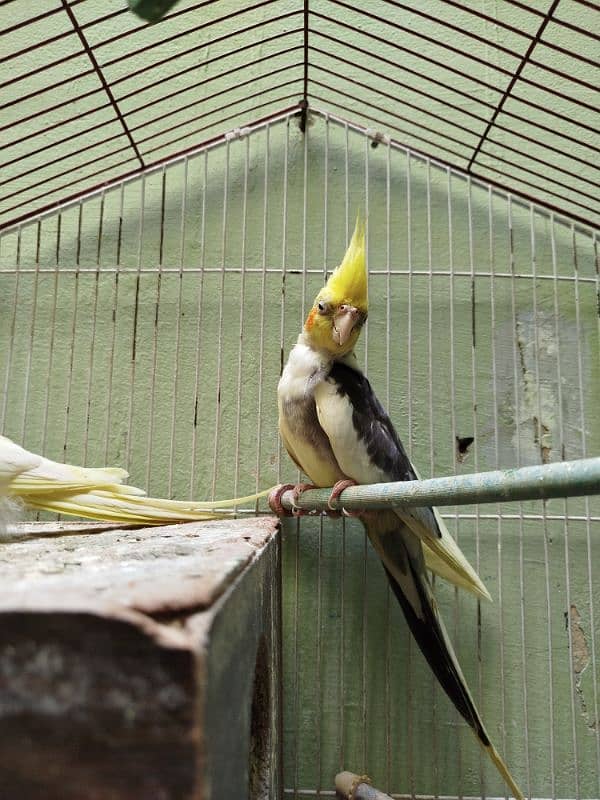 Cockatiel Parrots Breeding Pair with breeding box 3