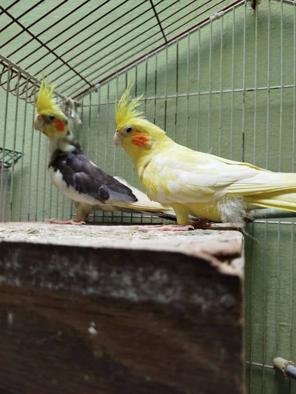 Cockatiel Parrots Breeding Pair with breeding box 4