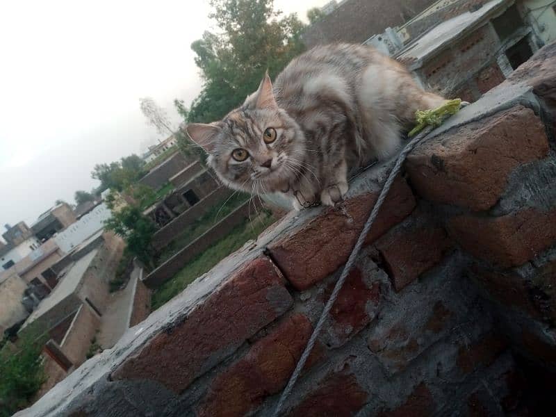 7 month female cat for sale in Miani bhera 0
