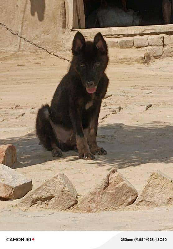 German bagayrie/high quality Dog 3