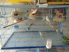 java bird