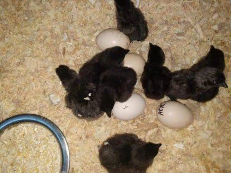 ayam cemani chicks 0