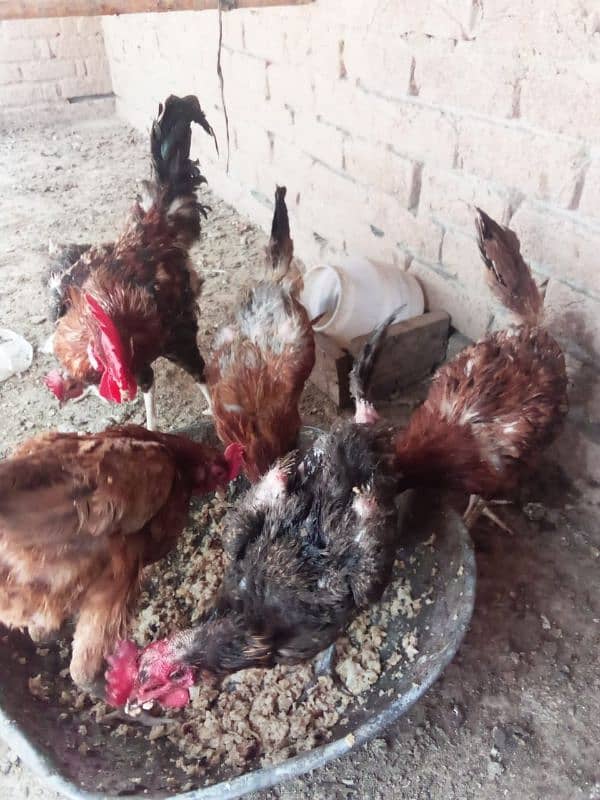 golden misri hens hose breed 0