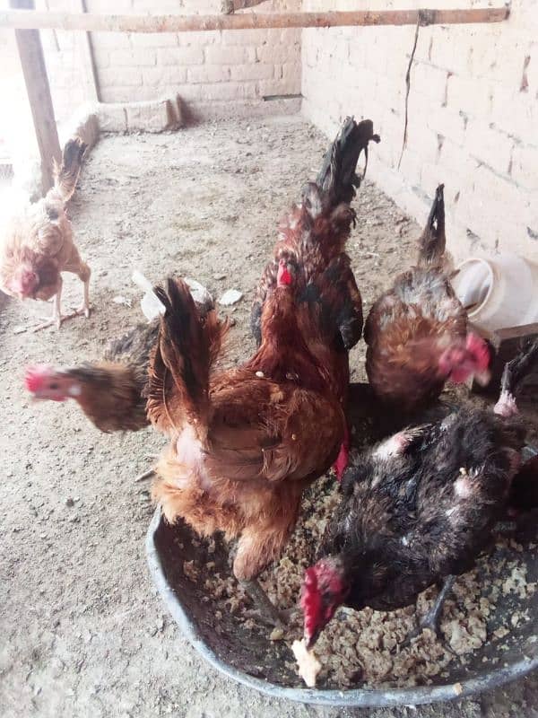 golden misri hens hose breed 1