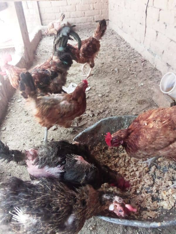 golden misri hens hose breed 2