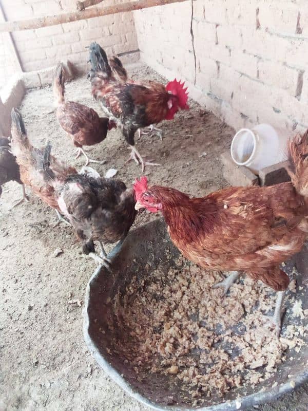 golden misri hens hose breed 3