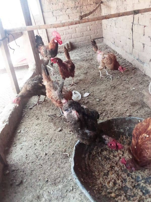 golden misri hens hose breed 4