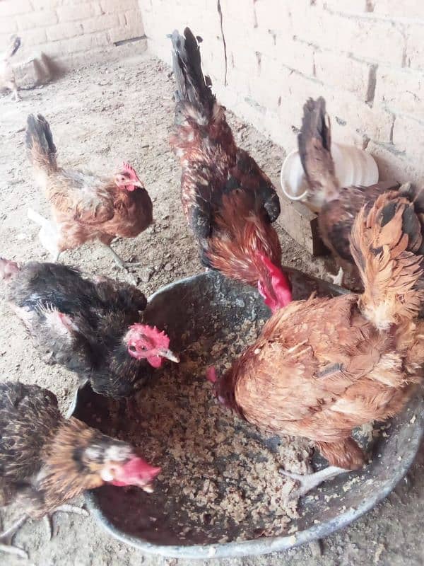 golden misri hens hose breed 5