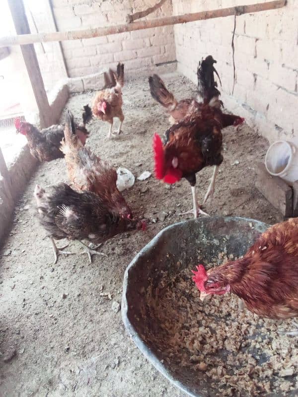 golden misri hens hose breed 6
