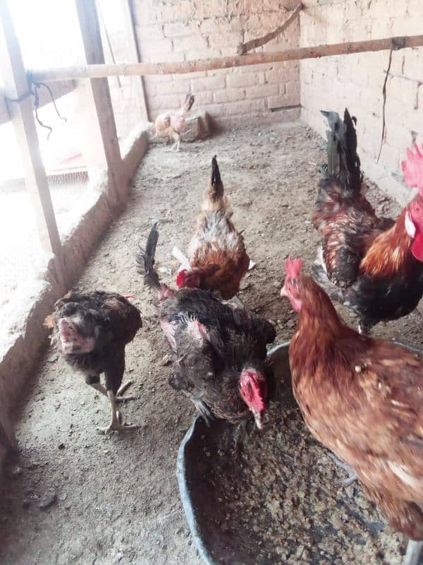 golden misri hens hose breed 7