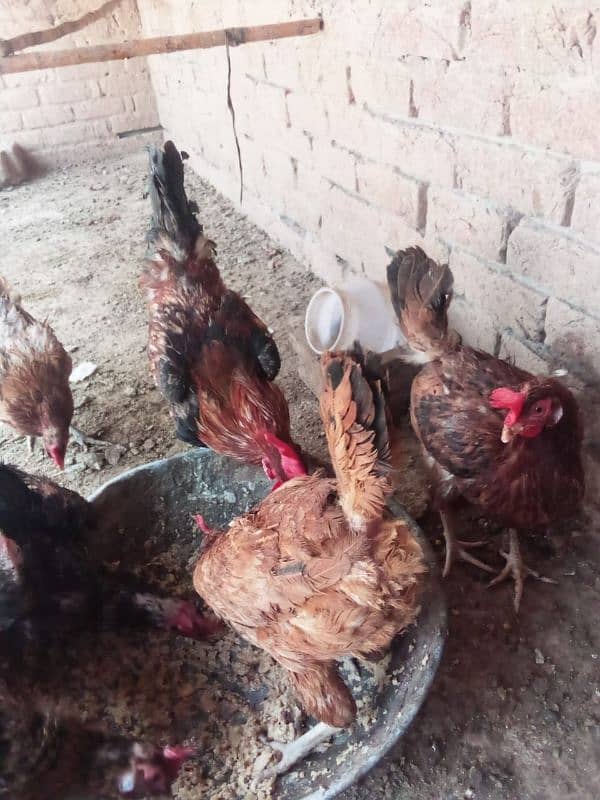 golden misri hens hose breed 8