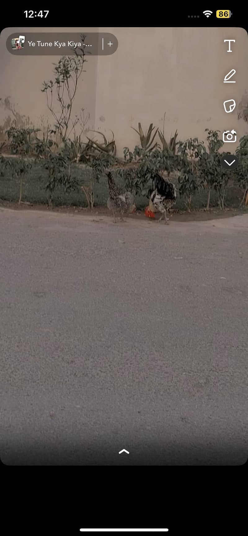Eggs lying full Active 4 murgiyan 1 murga 2