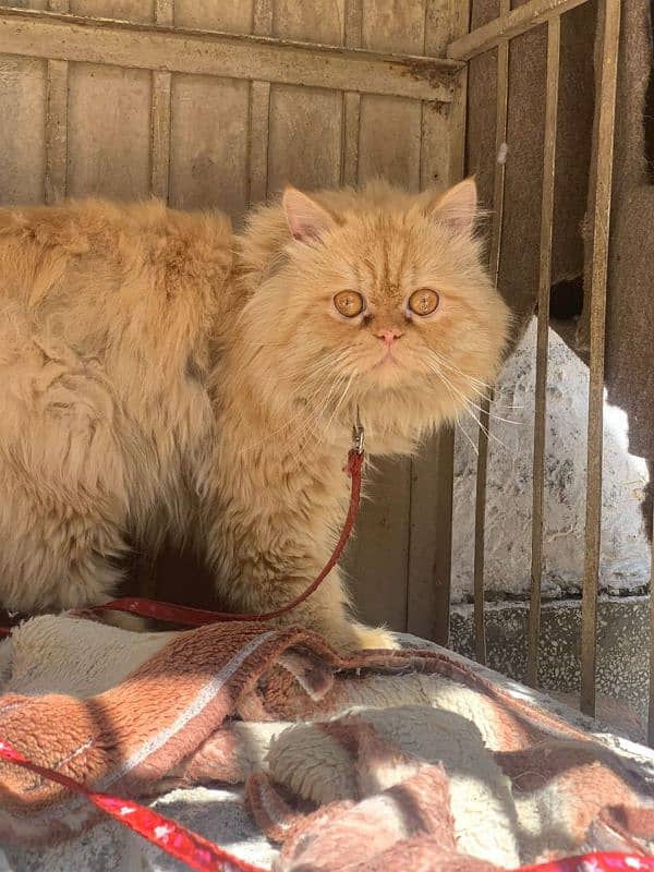 Punch face male Persian cat available for meeting 0