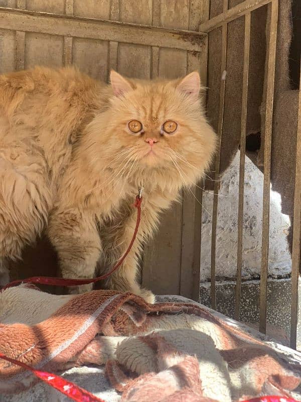 Punch face male Persian cat available for meeting 1