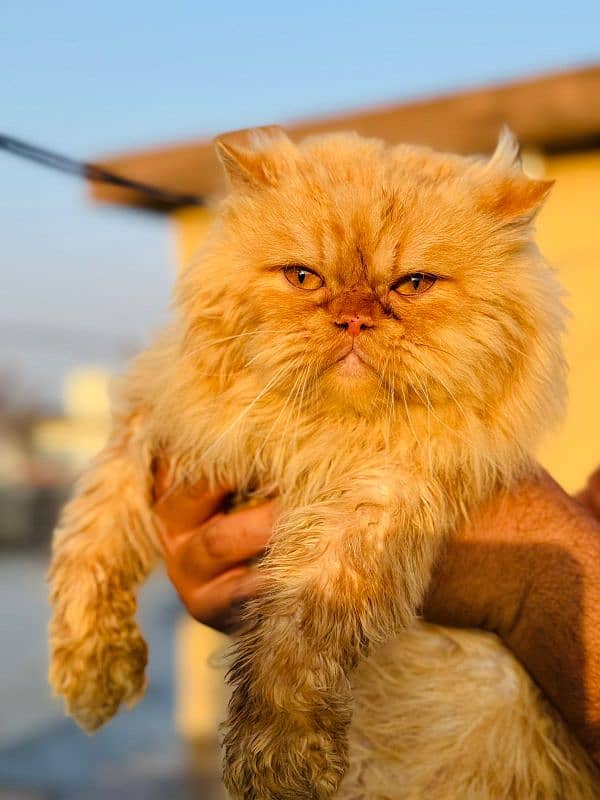 Punch face male Persian cat available for meeting 2