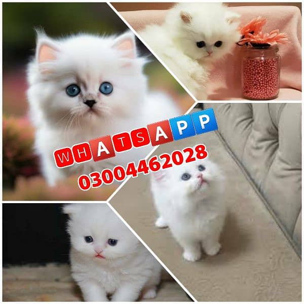 Persian Kittens | Persian Cat | Punch Face Persian | Triple Coated 0