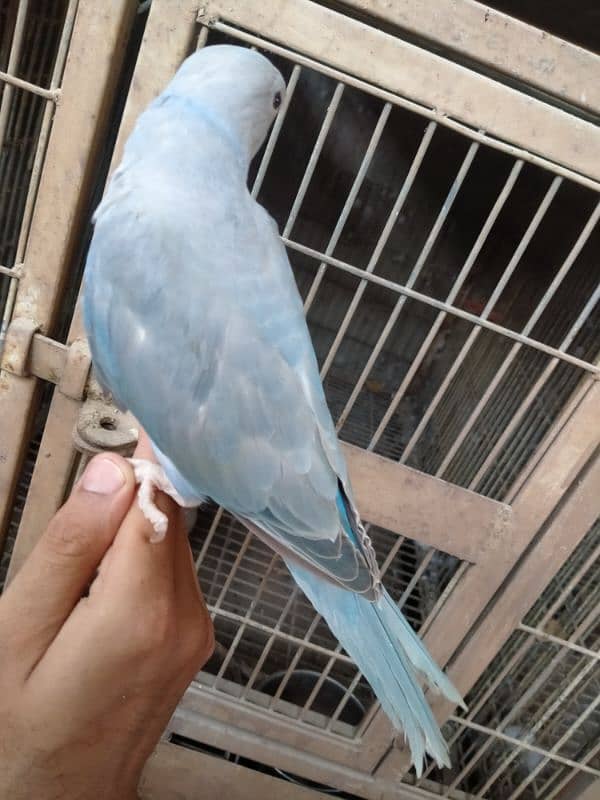 cobalt ringneck near self 03156376925 0