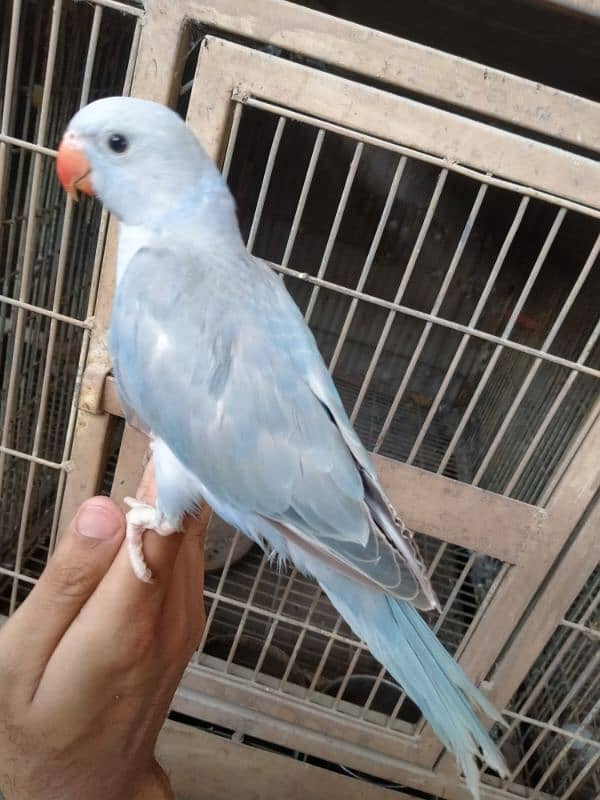 cobalt ringneck near self 03156376925 1
