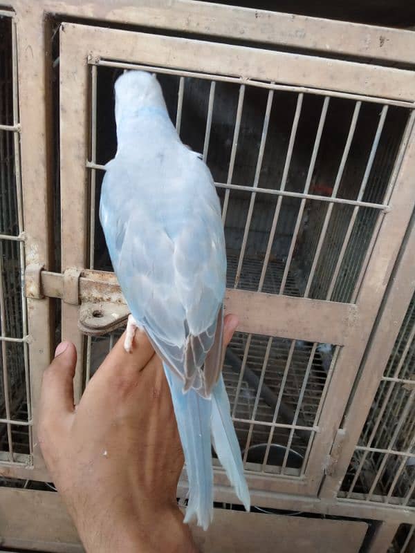 cobalt ringneck near self 03156376925 2