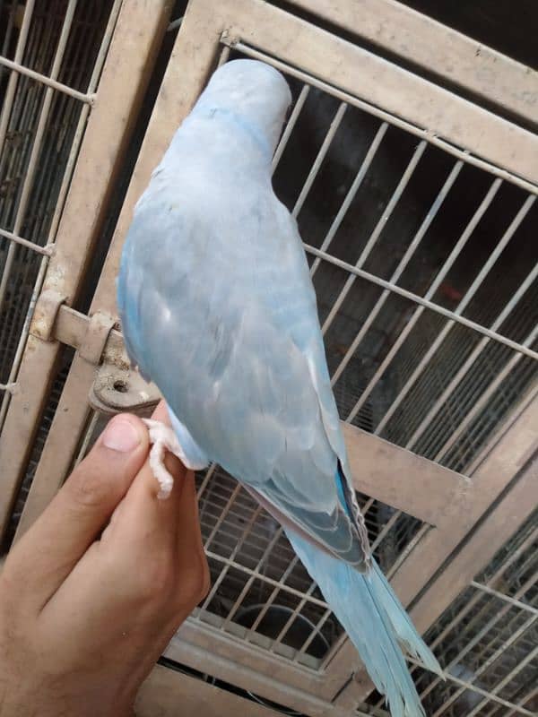 cobalt ringneck near self 03156376925 3