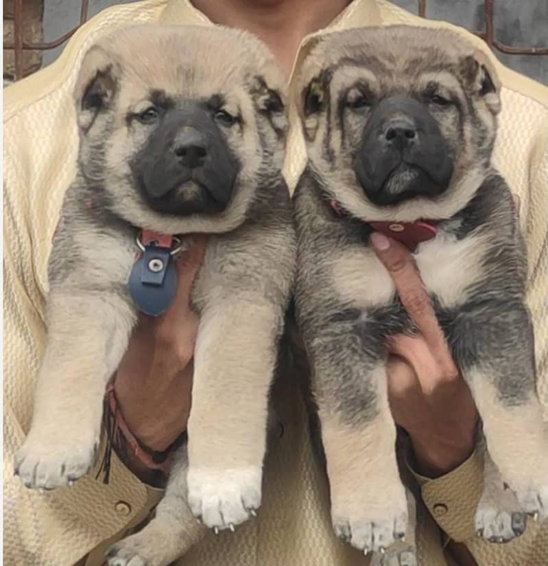 King Kurdish Kangal Pair / Kurdish Kangal Puppies For Sale 0