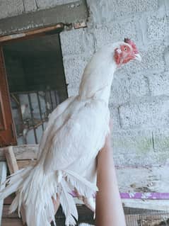heera