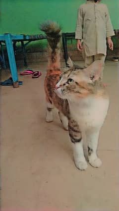 calico