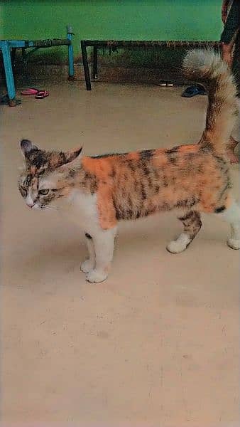 calico Persian CAT Age 1.5 year 1