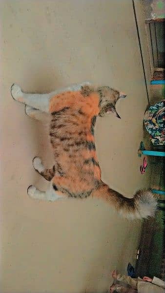 calico Persian CAT Age 1.5 year 2