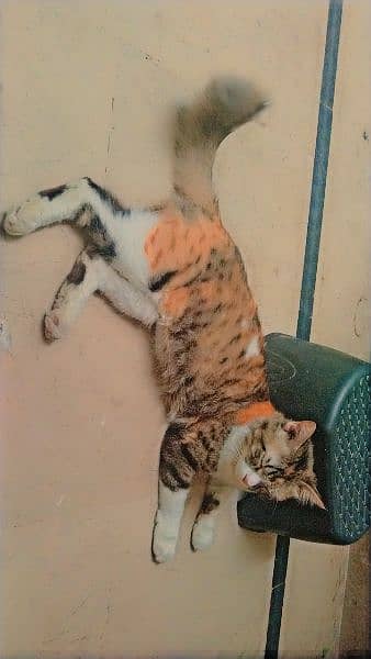 calico Persian CAT Age 1.5 year 3