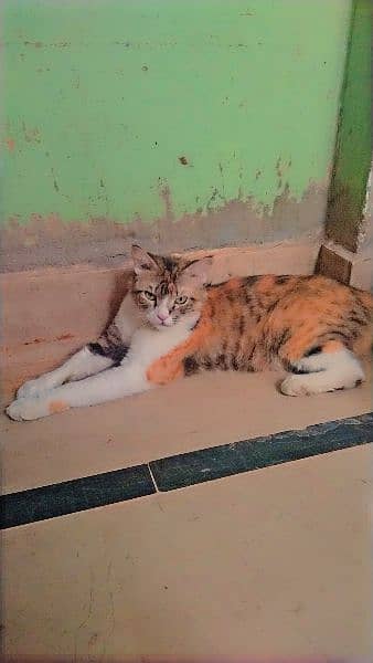 calico Persian CAT Age 1.5 year 5