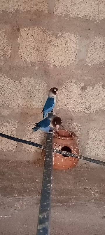 Fisher . . Blue pasnata. . . Albino red eyes for sale 0341-2950825 1