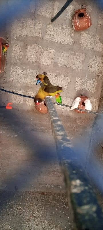 Fisher . . Blue pasnata. . . Albino red eyes for sale 0341-2950825 3