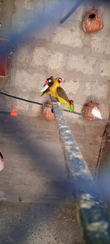 Fisher . . Blue pasnata. . . Albino red eyes for sale 0341-2950825 4