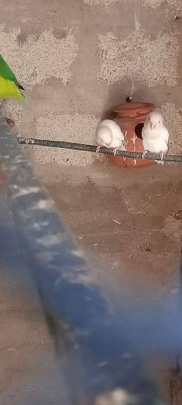 Fisher . . Blue pasnata. . . Albino red eyes for sale 0341-2950825 5