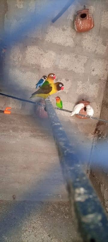 Fisher . . Blue pasnata. . . Albino red eyes for sale 0341-2950825 6