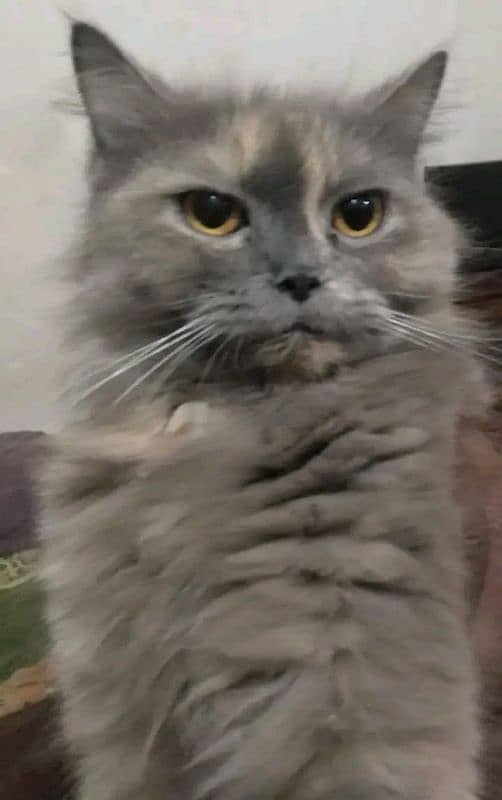 Persian female cat 0