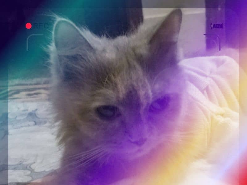 Persian female cat 1