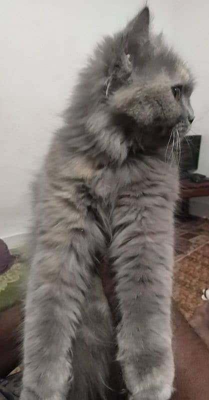 Persian female cat 3