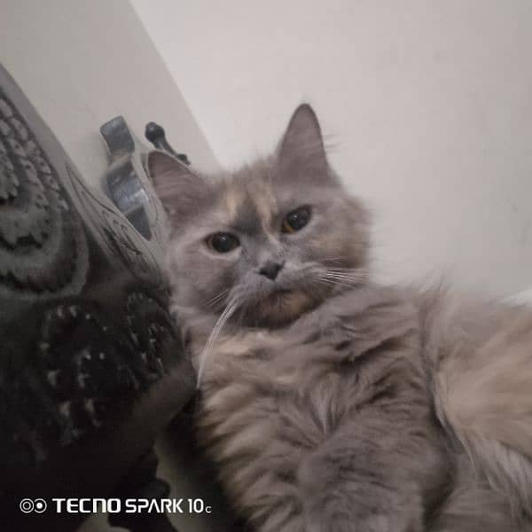 Persian female cat 4
