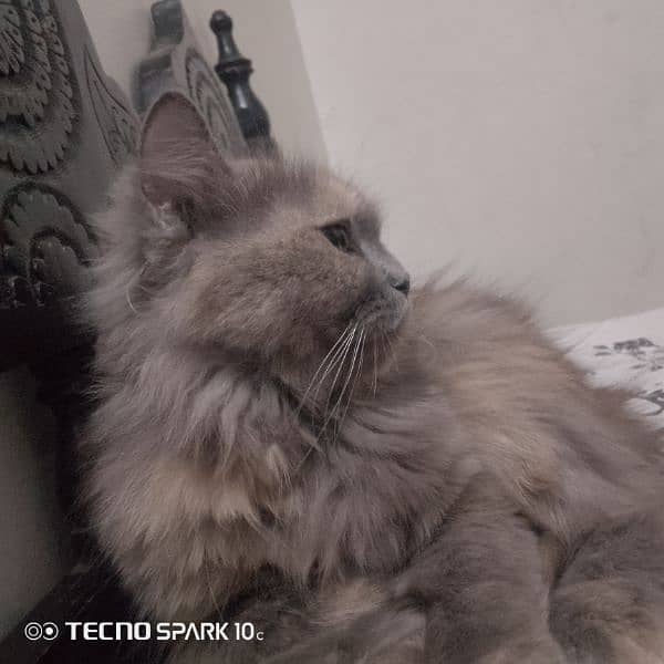 Persian female cat 5