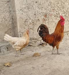 Pair