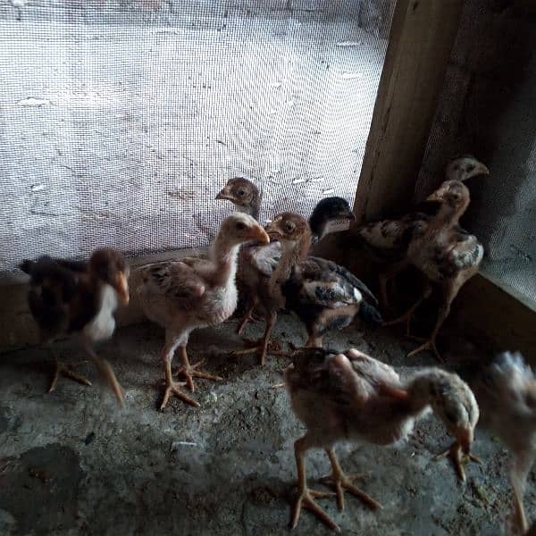 aseel chicks 0