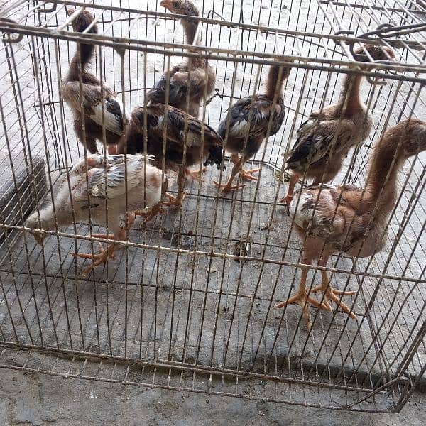 aseel chicks 2