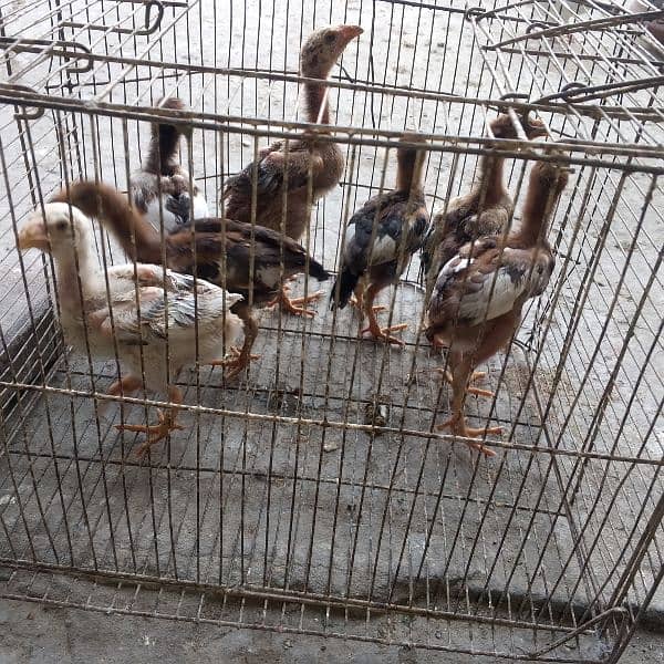 aseel chicks 3