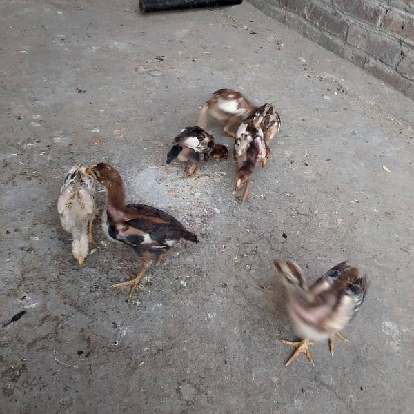 aseel chicks 6