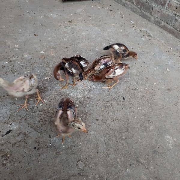 aseel chicks 7