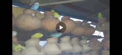 Birds Breeding Box